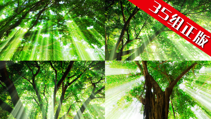 森林树林自然阳光大自然大树森林雨林森林绿