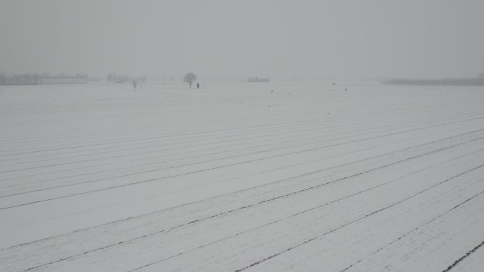 航拍大雪覆盖的麦田丨Dlog丨原始素材