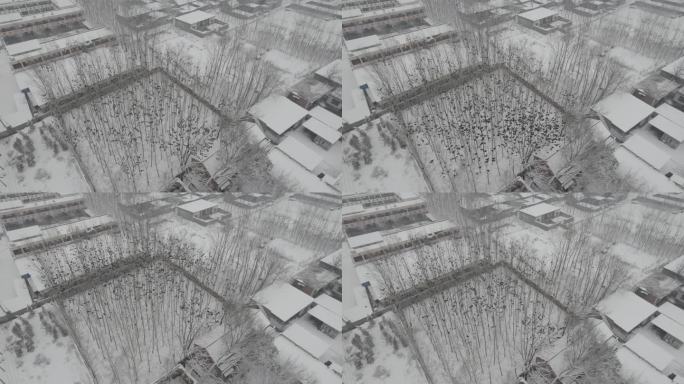 雪地枯树上鸟群丨Dlog丨灰片素材