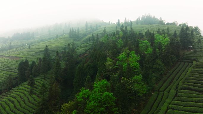 春天早晨雾中航拍茶山风景