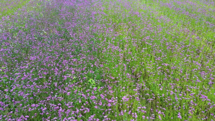 4k航拍马鞭花