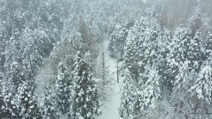 金华山森林露营基地小西湖林区冬季雪景大景