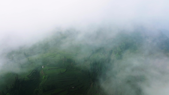 高山茶场云雾缭绕航拍风景