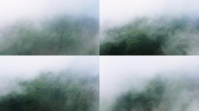 高山茶场云雾缭绕航拍风景