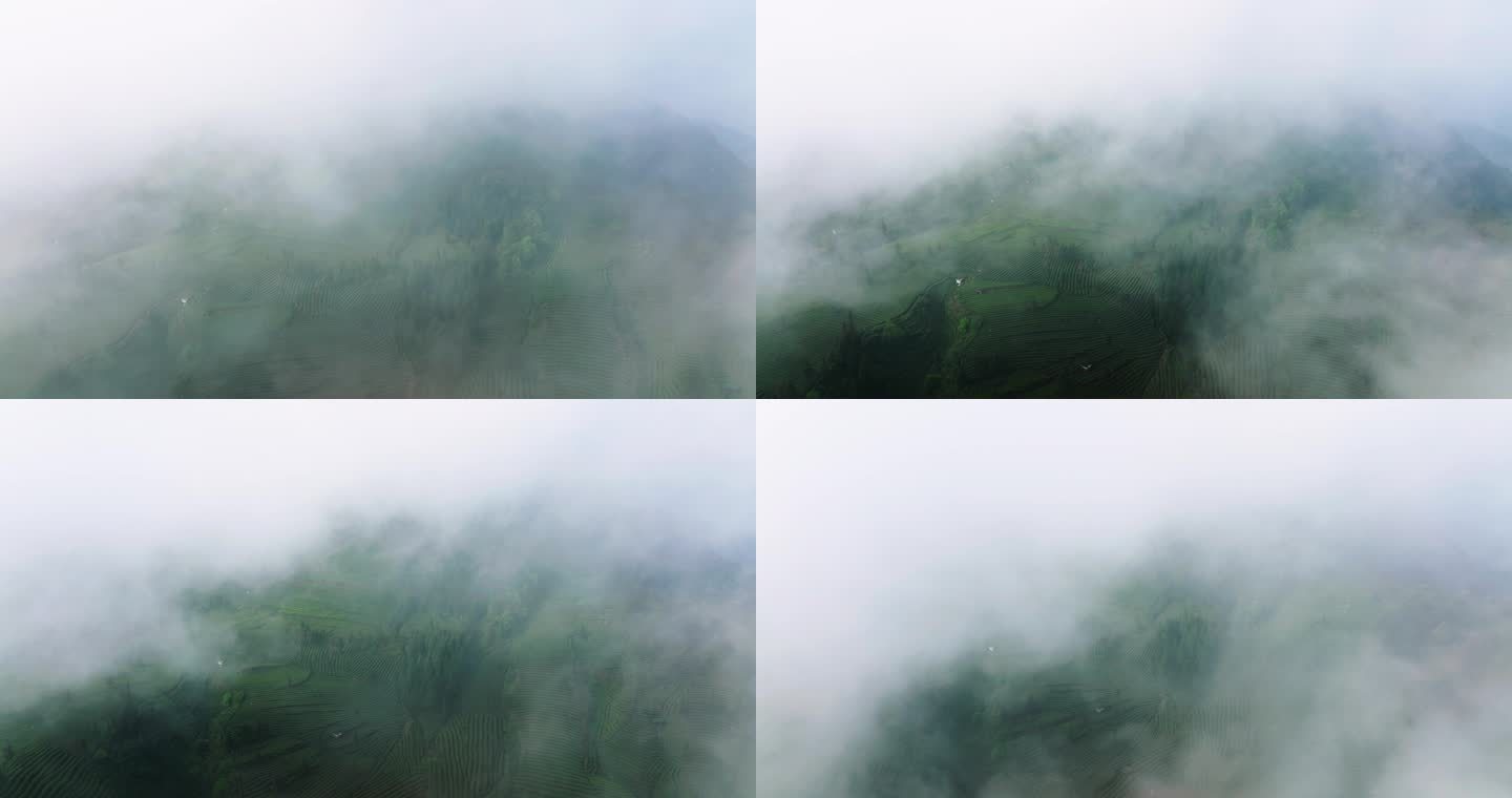 高山茶场云雾缭绕航拍风景