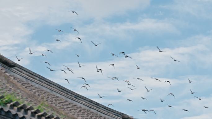 胡同鸽子飞翔在空中