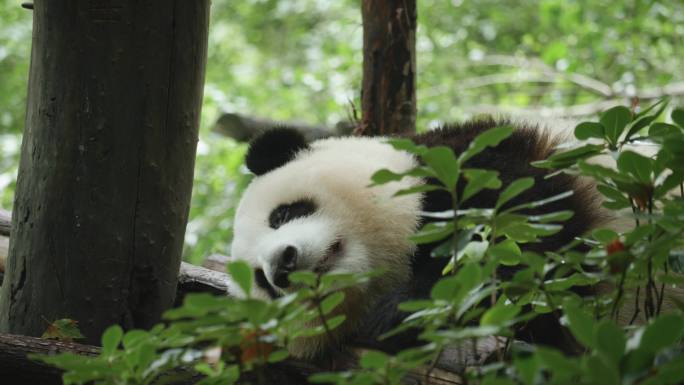熊猫 大熊猫 国宝 熊猫基地