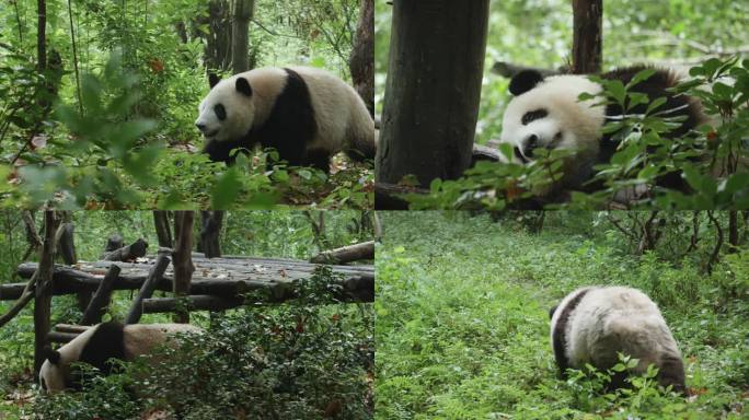 熊猫 大熊猫 国宝 熊猫基地