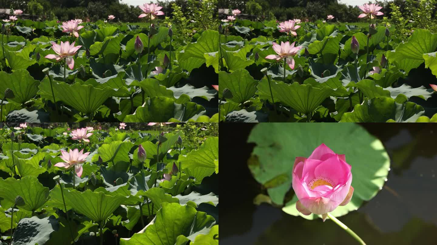 4K超清夏日荷塘荷花近景特写 自然生长