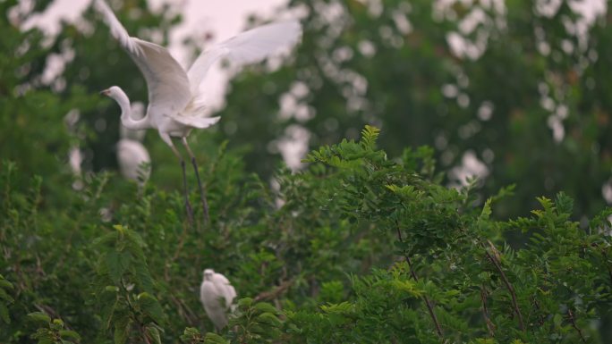 白鹭鸟类野生动物