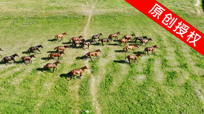 航拍草原牧场奔跑的马群4K