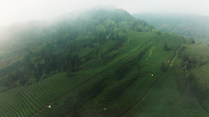 雾中茶山航拍风景