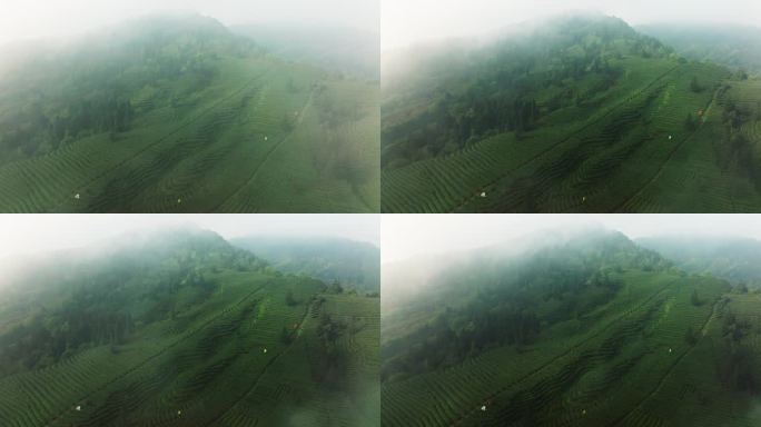 雾中茶山航拍风景