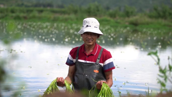 海菜花采摘 丰收 喜悦