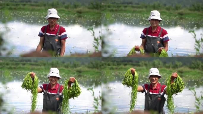 海菜花采摘 丰收 喜悦