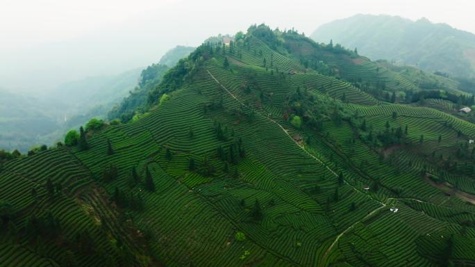 高山茶场航拍全景