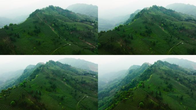 高山茶场航拍全景