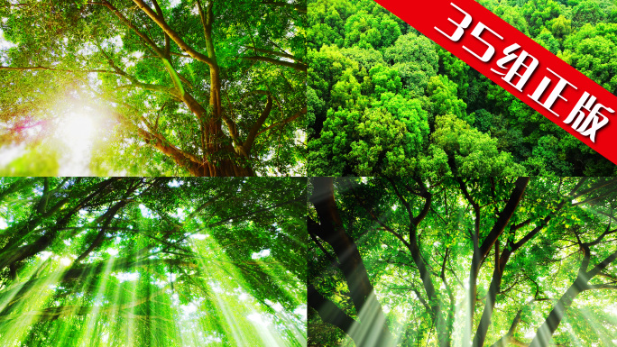 森林树林树叶阳光光线光影自然绿色大树氧吧