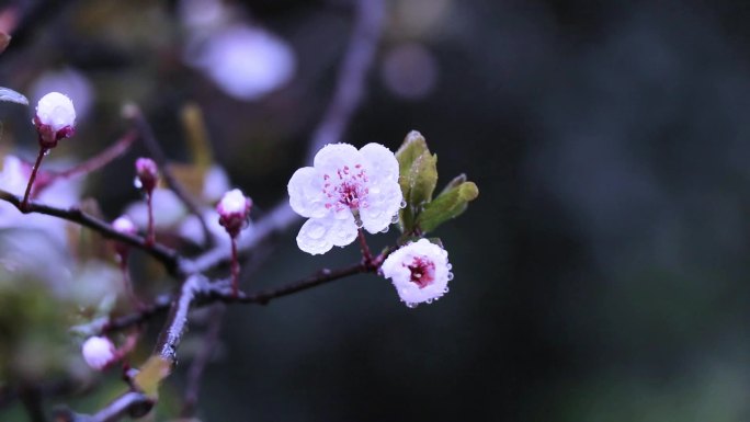 观赏李子树开花（50帧）