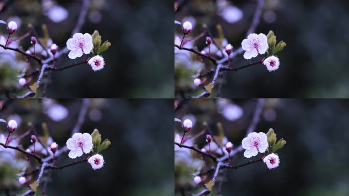 观赏李子树开花（50帧）