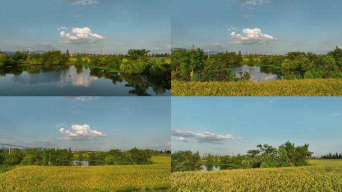 4K航拍乡村自然风光 稻田池塘 蓝天白云
