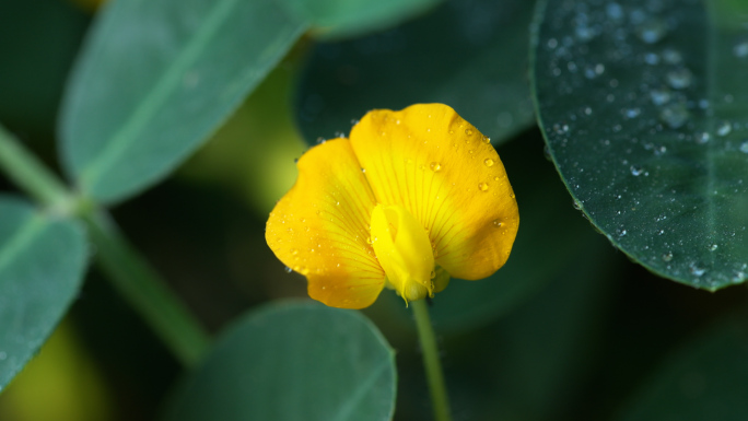 花生高清拍摄