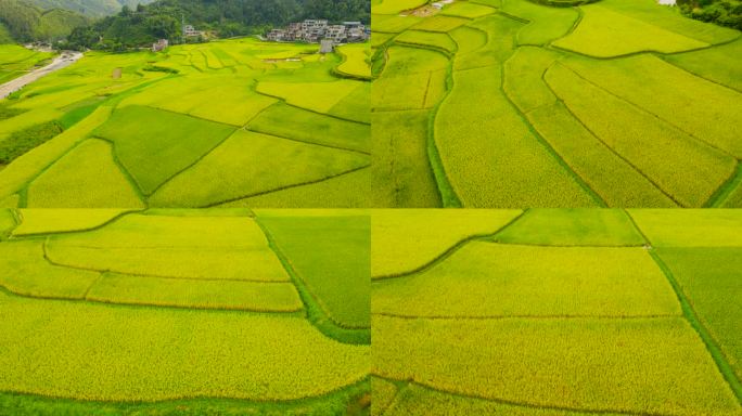 航拍高山稻田