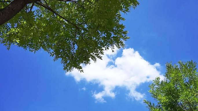 蓝天 云彩 树木 建筑视频合集