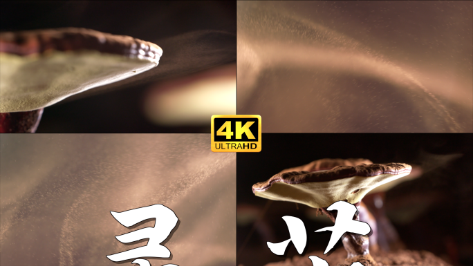 灵芝 灵芝孢子粉 灵芝喷粉