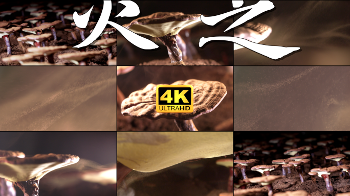 灵芝 灵芝孢子粉 灵芝喷粉