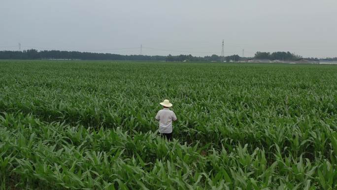 4K玉米 田地中 航拍 纪实风格农民形象