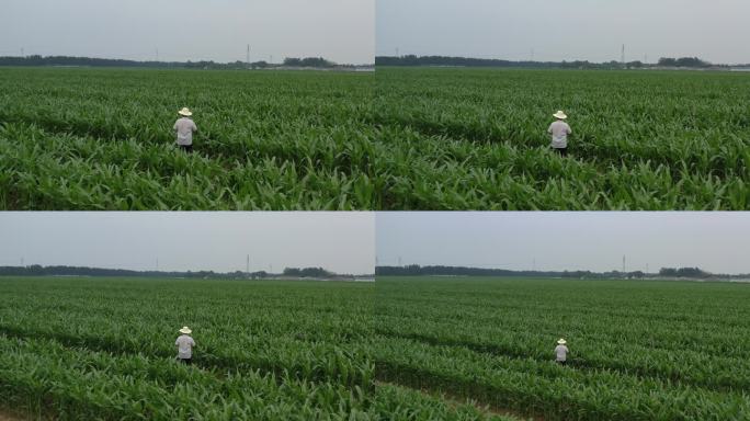 4K玉米 田地中 航拍 纪实风格农民形象