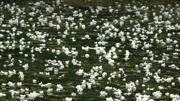 4K 多角度海菜花素材