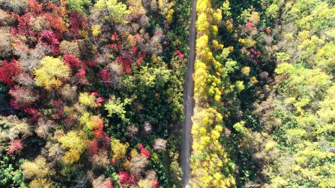 航拍金秋五彩林山路