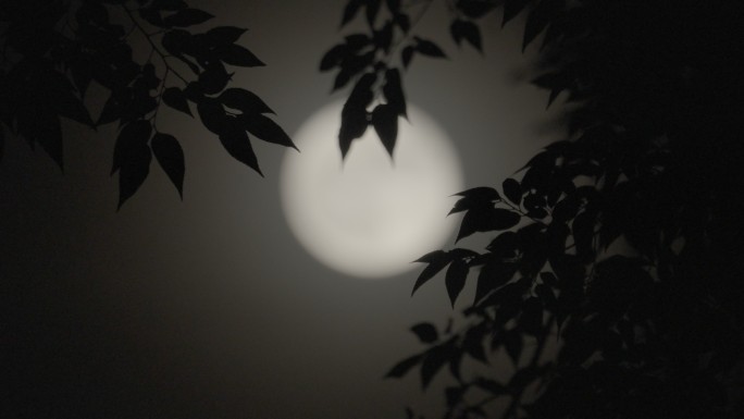 月亮树影