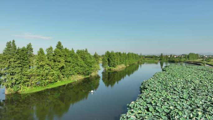 4K超清航拍浙江农村 夏季荷塘 自然风光