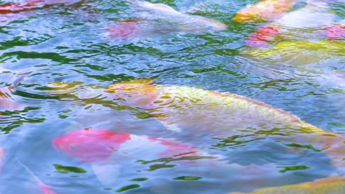 锦鲤在池中游-观赏鱼金鱼
