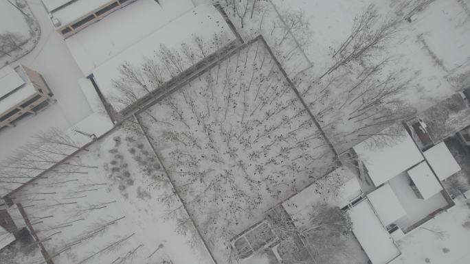 雪地枯树上鸟群丨Dlog丨灰片素材