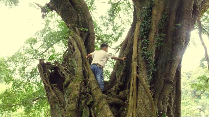 爬上大树的小男孩