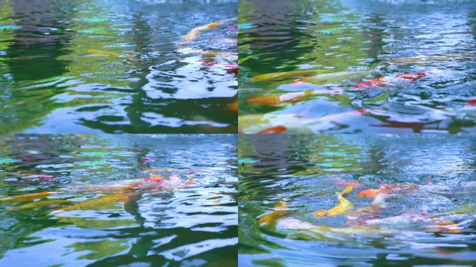 唯美画面池塘中的锦鲤戏水
