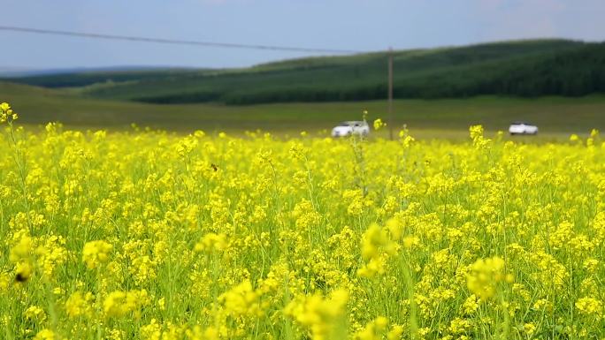 油菜花公路汽车草原延时摄影