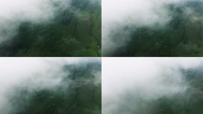 航拍云雾缭绕高山茶场风景