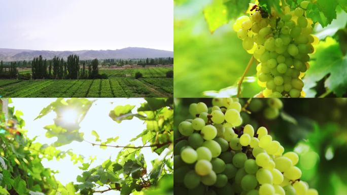 新疆吐鲁番马奶子绿葡萄