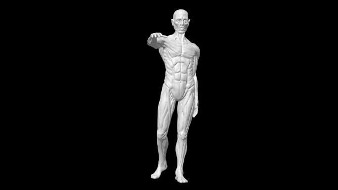 3D男性身体解剖透明通道