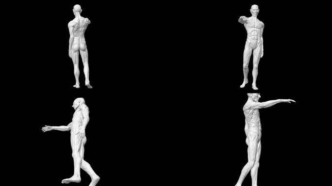 3D男性身体解剖透明通道