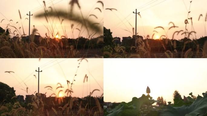 4K超清夏日夕阳下的狗尾巴草 日落逆光