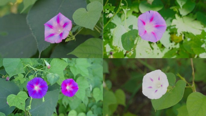 喇叭花和牵牛花特写