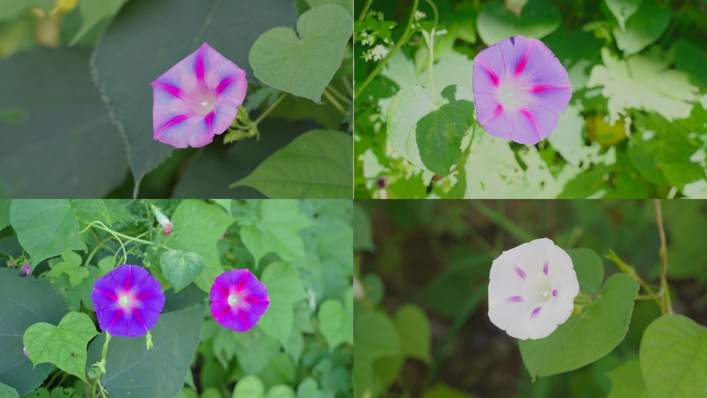 喇叭花和牵牛花特写