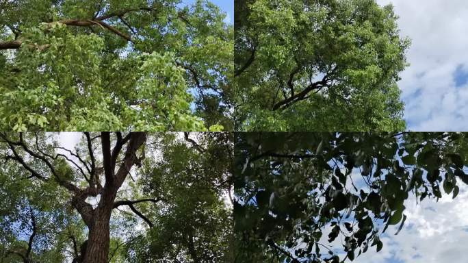 大樟树茂密大树樟树王珍贵樟树木仰视大樟树