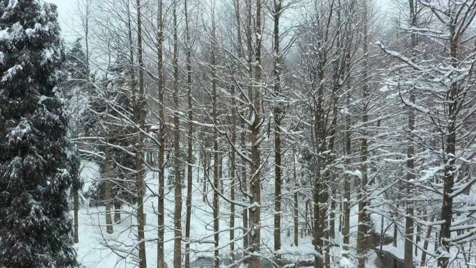 金华山小西湖林区冬季水杉林雪景航拍